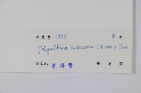 暗羅、雞爪樹藏品圖，第2張