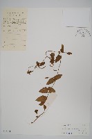 海南山牽牛藏品圖，第1張