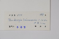 海南山牽牛藏品圖，第2張