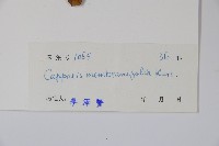 雷公桔藏品圖，第2張