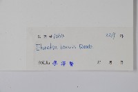 毛萼厚殼樹藏品圖，第2張