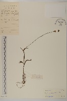 小葉一點紅藏品圖，第1張