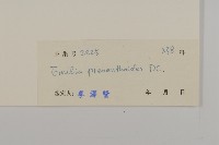 小葉一點紅藏品圖，第3張