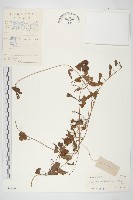 登錄號:S032754藏品圖，第1張