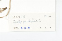 九爪藤藏品圖，第3張