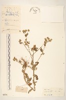 嶺南野菊藏品圖，第1張