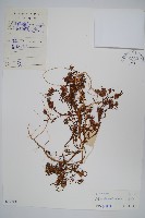 登錄號:S032762藏品圖，第1張