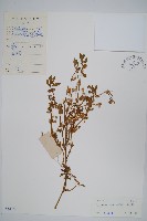 蓮子草藏品圖，第1張