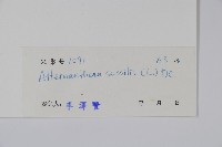 蓮子草藏品圖，第2張