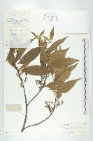 小葉滇越杜英藏品圖，第1張