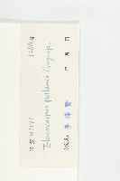 小葉滇越杜英藏品圖，第3張