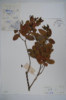 假黃楊藏品圖，第1張