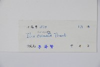 假黃楊藏品圖，第2張