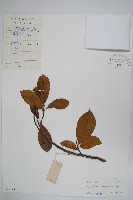 斜脈暗羅藏品圖，第1張