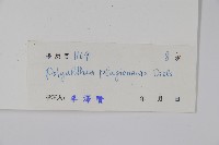 斜脈暗羅藏品圖，第2張