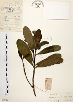 大頭茶藏品圖，第1張