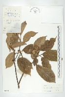 亮葉杜英藏品圖，第1張