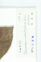 亮葉杜英藏品圖，第3張