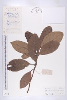 灰毛杜藏品圖，第1張