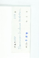 灰毛杜藏品圖，第3張