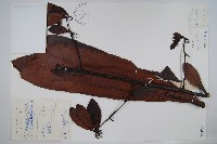 山小桔藏品圖，第1張