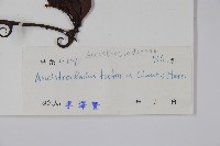 山小桔藏品圖，第2張