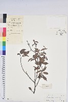 留萼木藏品圖，第1張