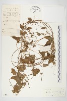 豬菜藤藏品圖，第1張