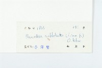 豬菜藤藏品圖，第3張