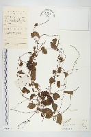 野牽牛藏品圖，第1張