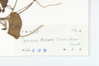 野牽牛藏品圖，第3張