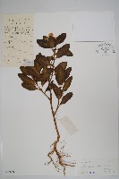 長春花藏品圖，第1張