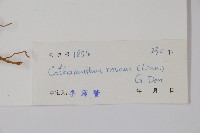 長春花藏品圖，第2張