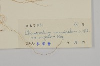 變葉藜、毛綠珠藜藏品圖，第3張