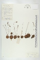 金錢草、錦地羅藏品圖，第1張