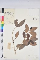 異萼木藏品圖，第1張