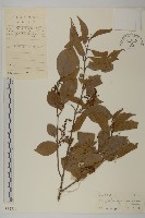 登錄號:S032817藏品圖，第1張