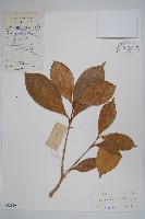 海南蕊木藏品圖，第1張