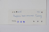 海南蕊木藏品圖，第2張