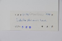 半邊蓮、鐮磨仔草藏品圖，第2張