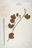 登錄號:S032827藏品圖，第1張