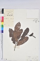 山地五月茶藏品圖，第1張