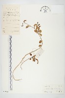 厚葉牽牛藏品圖，第1張