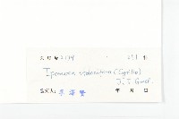 厚葉牽牛藏品圖，第3張