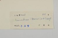 紅欖李藏品圖，第3張