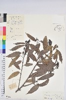 登錄號:S032842藏品圖，第1張