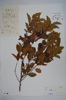 三花冬青藏品圖，第1張