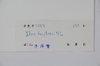 三花冬青藏品圖，第2張