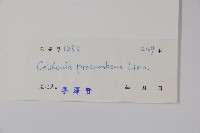 臥莖同籬生果草藏品圖，第2張