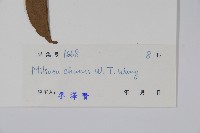 野獨活藏品圖，第2張